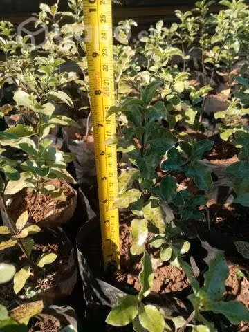 Plantas (pitiforos) pittosporum