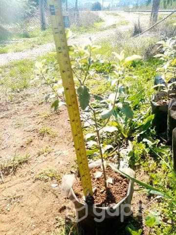Plantas (pitiforos) pittosporum