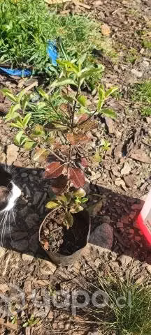 Plantas (pitiforos) pittosporum