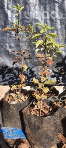 Plantas (pitiforos) pittosporum