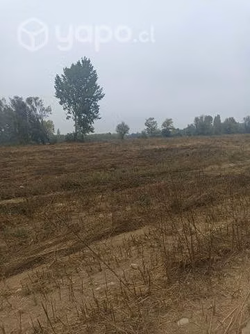 Media hectárea en Linares , sector vara gruesa
