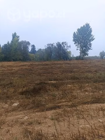 Media hectárea en Linares , sector vara gruesa