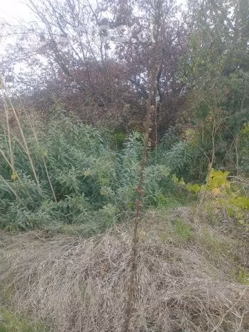 Sitio Eriazo 800 M2 buena ubicación Talcahuano - Imagen 12