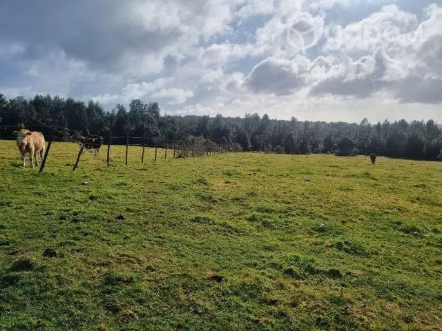 Parcela 5000m2 - Imagen 5
