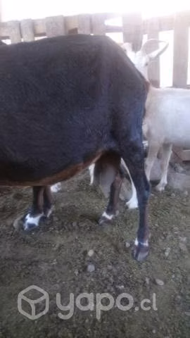 Lote de cabras