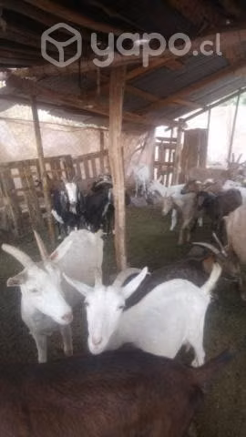 Lote de cabras