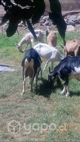 Lote de cabras