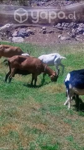 Lote de cabras