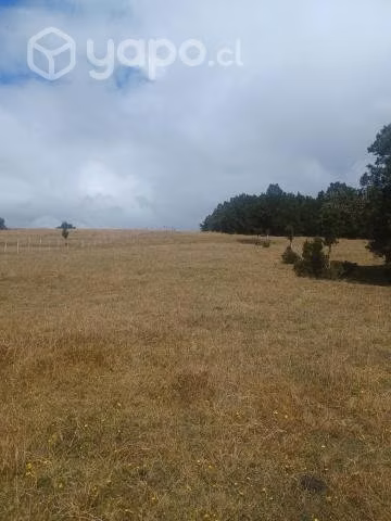 Parcela en ruta Chanco Yatehue