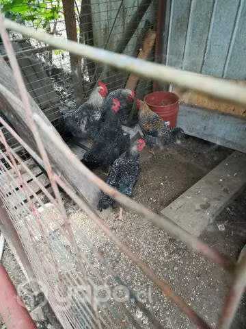 Gallos vivos y gallos collonco