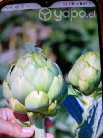 Alcachofas - Imagen 5