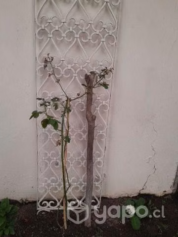 Reja decorativa - Imagen 3