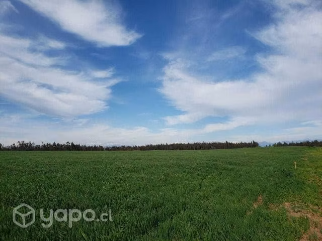 Terrenos de 5000 m2 en Parral