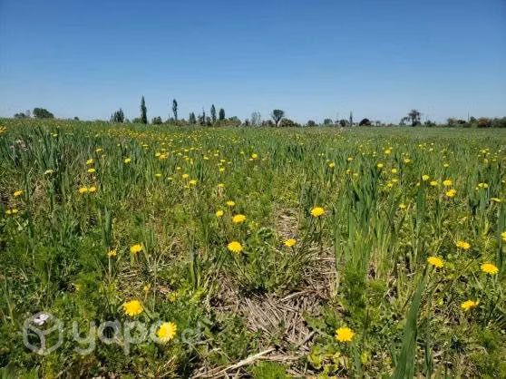 Terrenos de 5000 m2 en Parral
