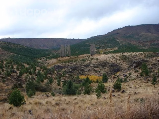 Campo para forestar Gorbea 70H