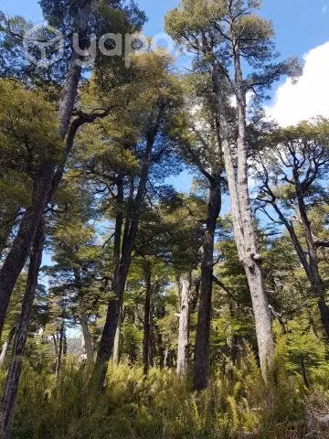 Parcelas de Agrado a 8km melipeuco 20% PIE - Imagen 3