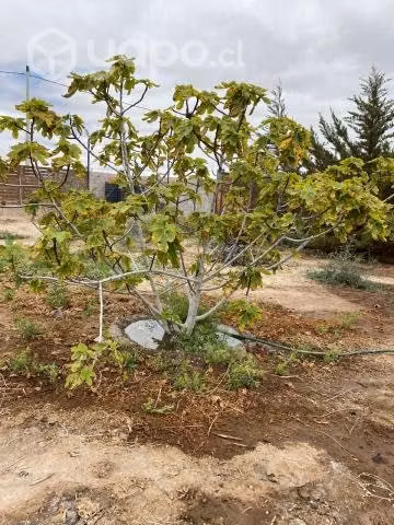Vendo parcela de 5000m2 Copiapó - Imagen 15
