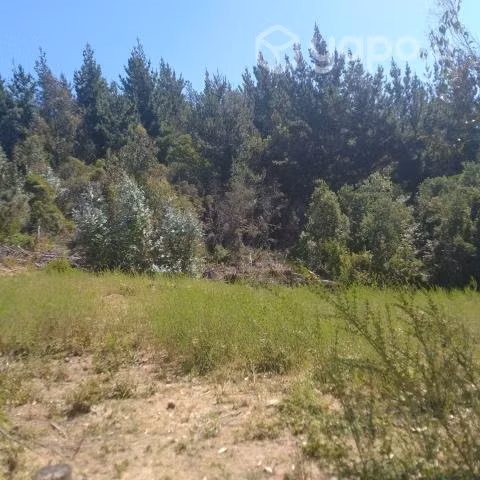 Hermoso terreno Pelluhue 5000 m2 rol propio