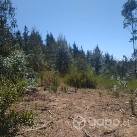 Hermoso terreno Pelluhue 5000 m2 rol propio