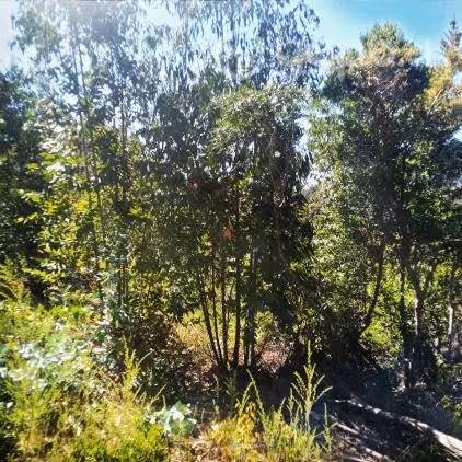 Hermoso terreno Pelluhue 5000 m2 rol propio