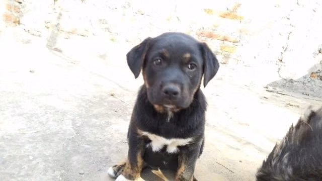 Adopcion cachorra 2 meses - Imagen 3