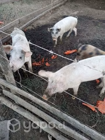 Chanchos para cria
