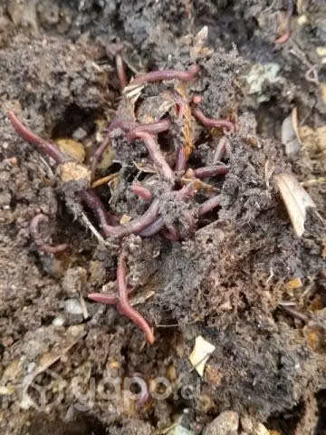 Nucleo lombriz roja californiana