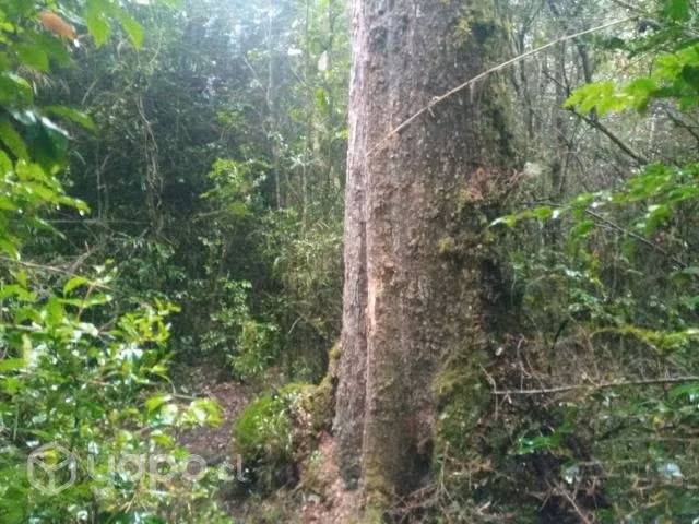 Predio de 3.17 ha. con bosque nativo y rio