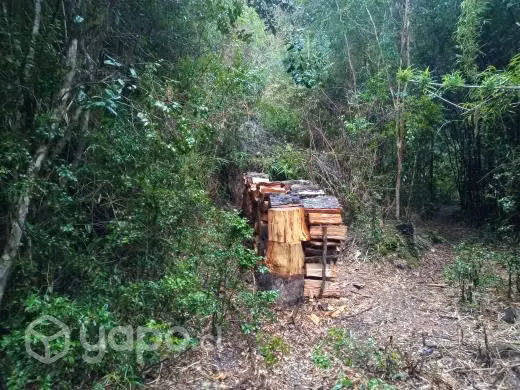 Predio de 3.17 ha. con bosque nativo y rio