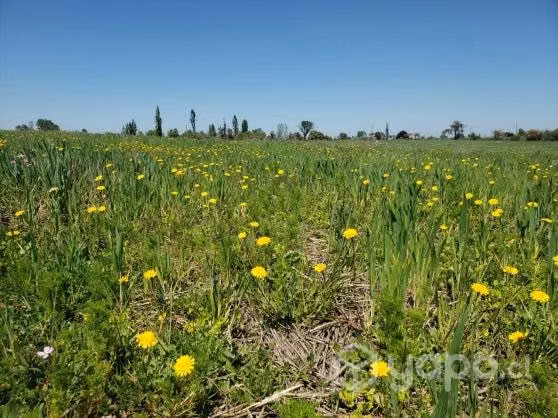 Parcelas en Parral de 5000 m2