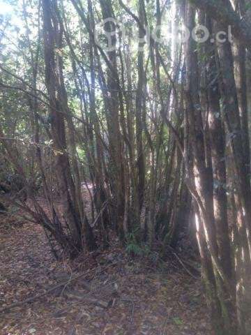 Terreno 8000 mt - Imagen 12
