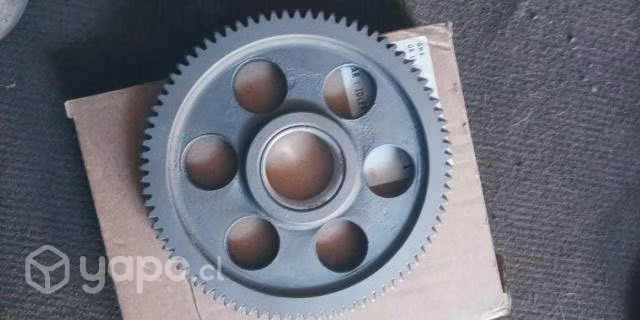 Piñon loco culata npr nuevo
