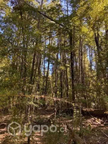 Vendo Parcela Cercana Parque Conguillio - Imagen 3