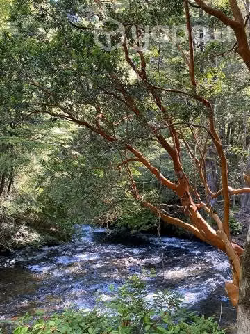 Vendo Parcela Cercana Parque Conguillio - Imagen 6