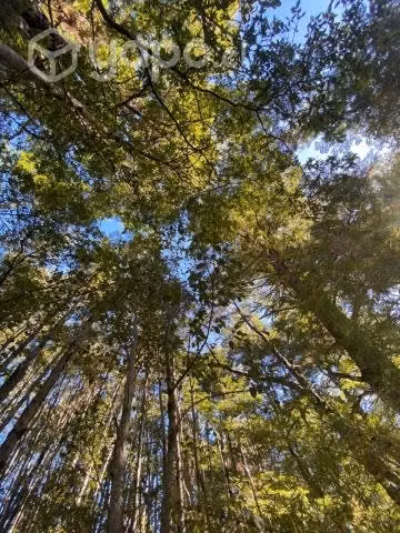 Vendo Parcela Cercana Parque Conguillio - Imagen 12
