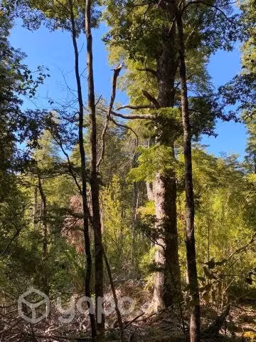 Vendo Parcela Cercana Parque Conguillio - Imagen 4
