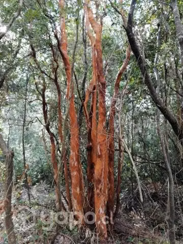 Tregualemu