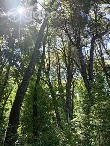 Terreno en carretera austral