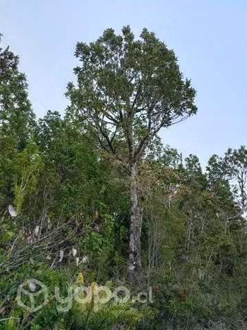 Terreno en carretera austral