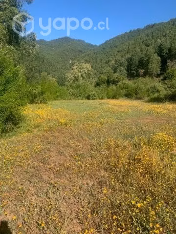 Vendo terreno con bosque nativo
