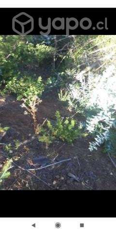 Terreno 3 ha. Yumbel - Imagen 13