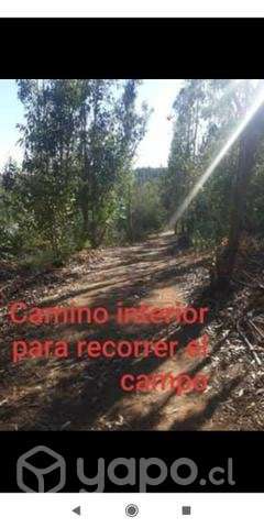 Terreno 3 ha. Yumbel - Imagen 11