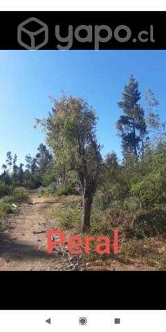 Terreno 3 ha. Yumbel - Imagen 5