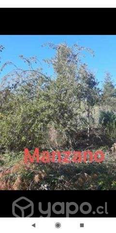 Terreno 3 ha. Yumbel - Imagen 4