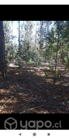 Terreno 3 ha. Yumbel - Imagen 7