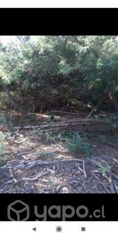Terreno 3 ha. Yumbel - Imagen 10
