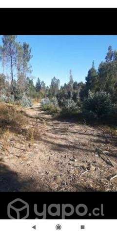 Terreno 3 ha. Yumbel - Imagen 3