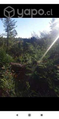 Terreno 3 ha. Yumbel - Imagen 12