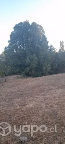 Campo forestal