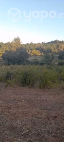 Campo forestal